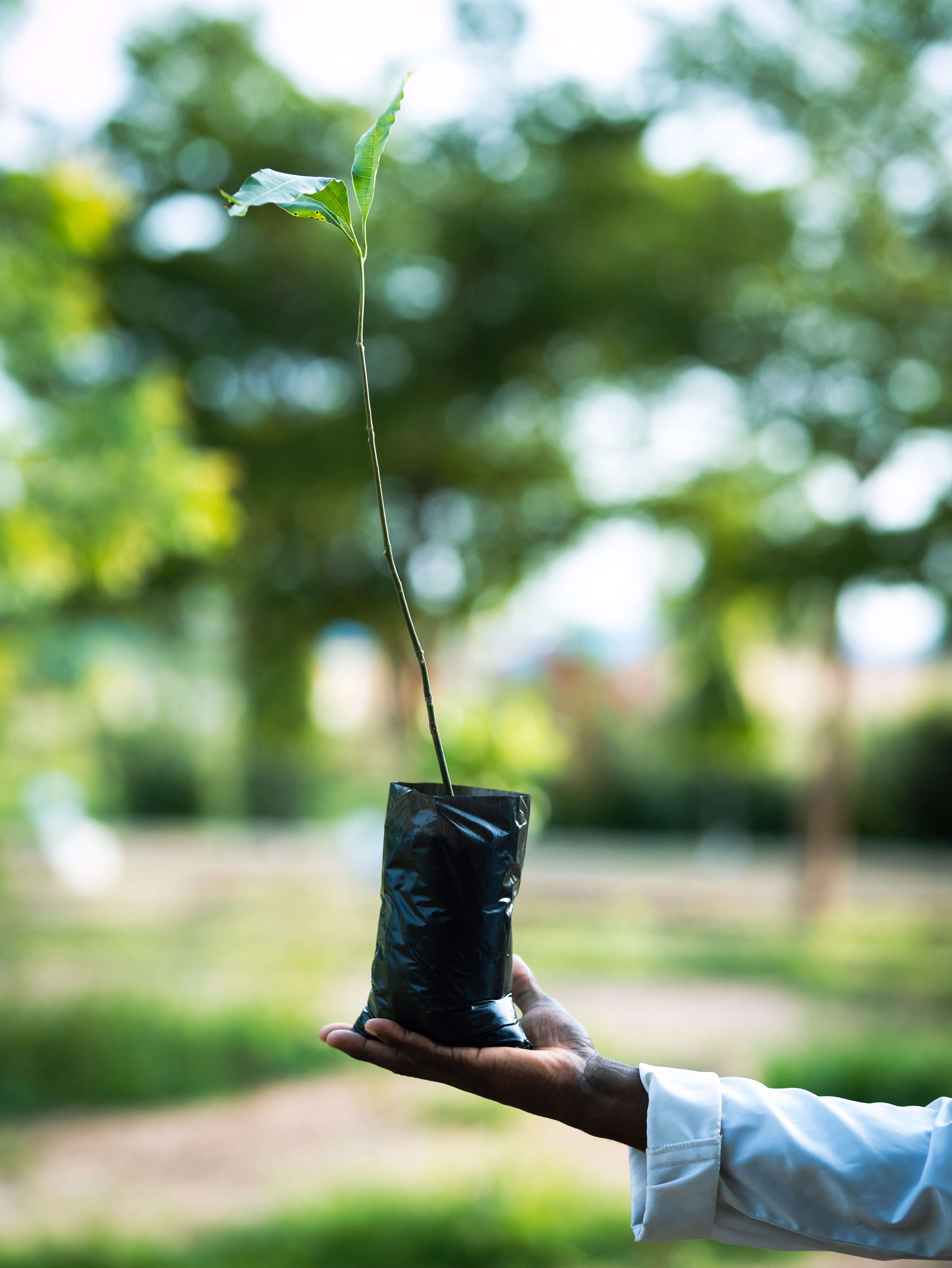 FRIN Donates 5,000 Tree Seedlings to Redeemer's University to Boost Afforestation